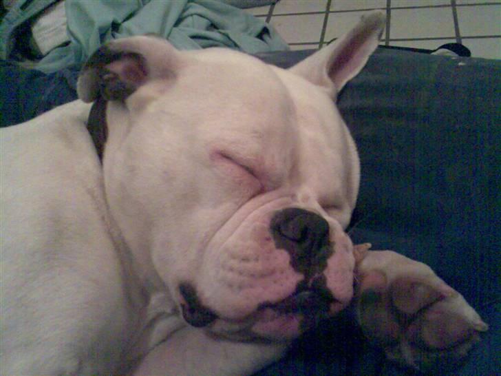 Amerikansk bulldog Abbi billede 6