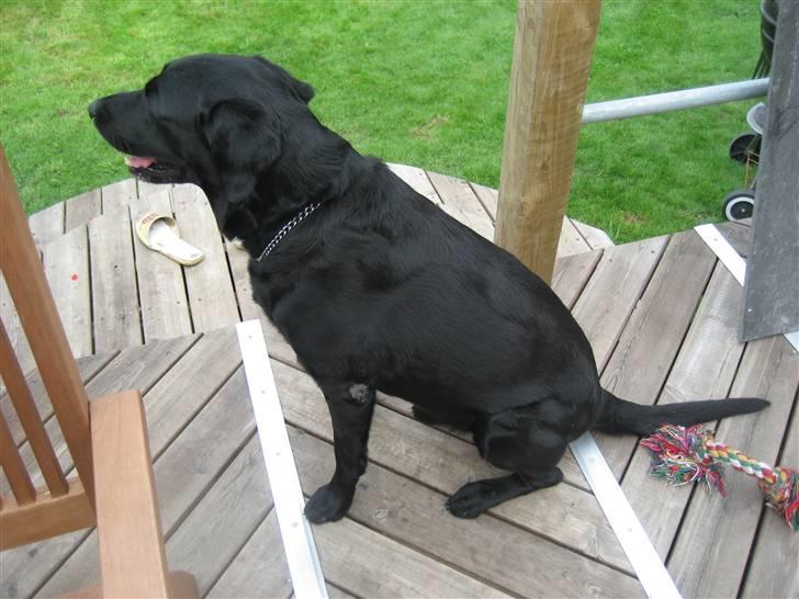 Labrador retriever Malik billede 1