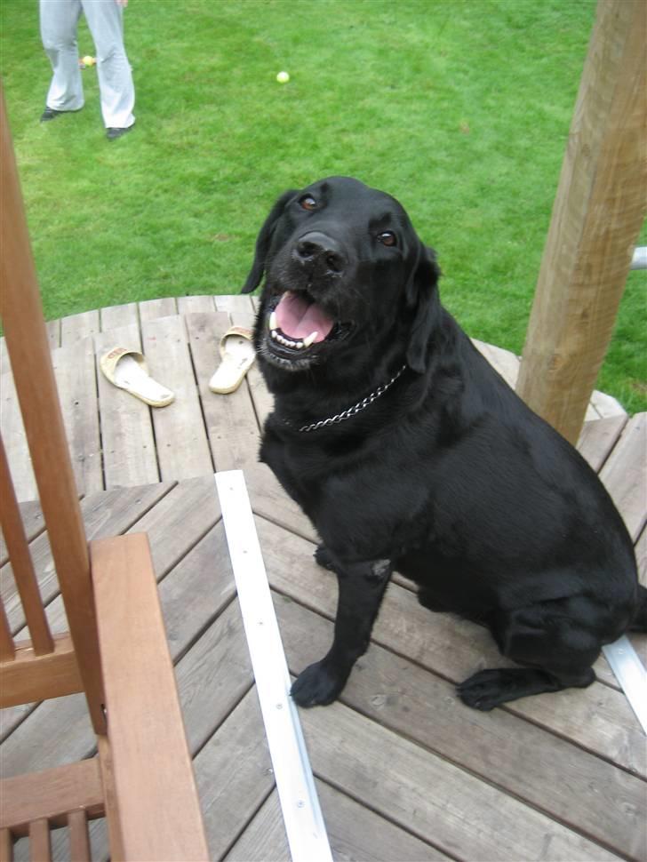 Labrador retriever Malik billede 2