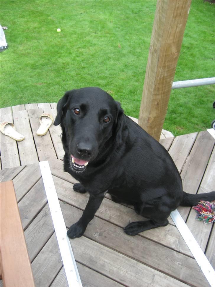 Labrador retriever Malik billede 3