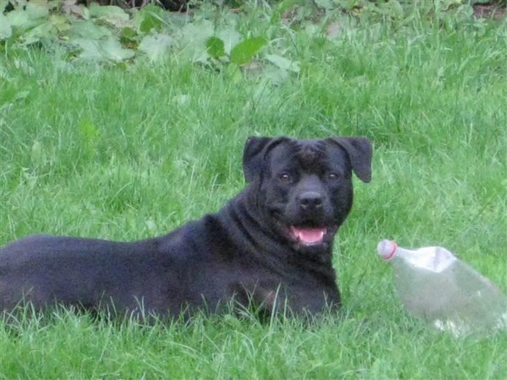 Blanding af racer ¤-Marko-¤ billede 6