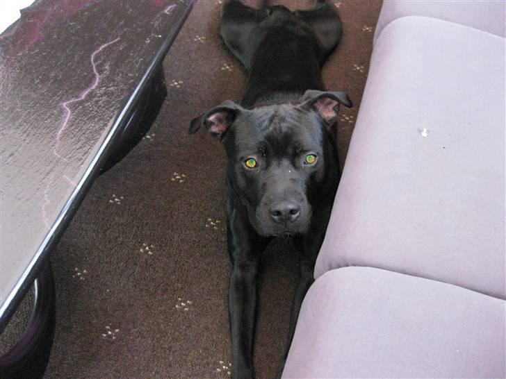 Blanding af racer ¤-Marko-¤ billede 7