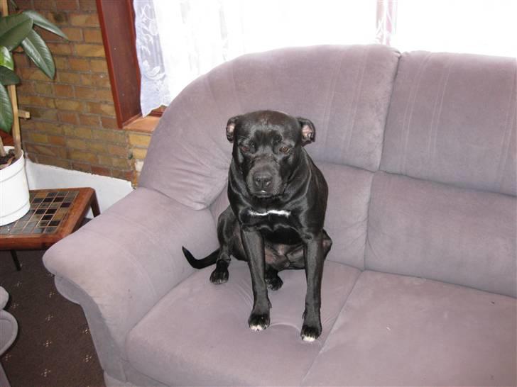 Blanding af racer ¤-Marko-¤ billede 8