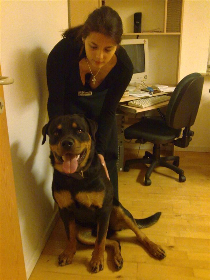 Rottweiler Bernard. - Bernard hos sine nye ejere. 2 timer efter vi har hentet ham. billede 1