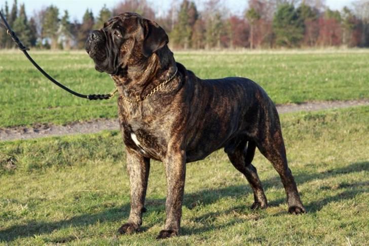 Bullmastiff Harley - 1.5 år gammel.....November 2009 billede 1