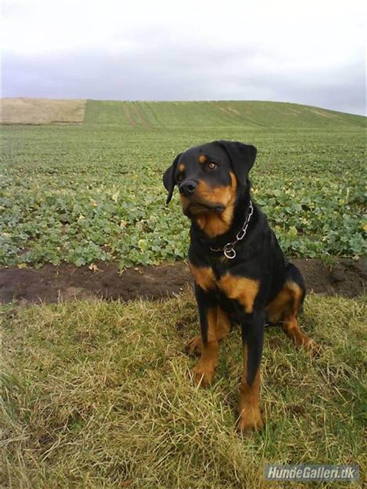 Rottweiler Bernard. - Taget af sin tidligere ejer Kirsten H. billede 2