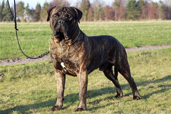 Bullmastiff Harley - 1.5 år gammel... billede 2