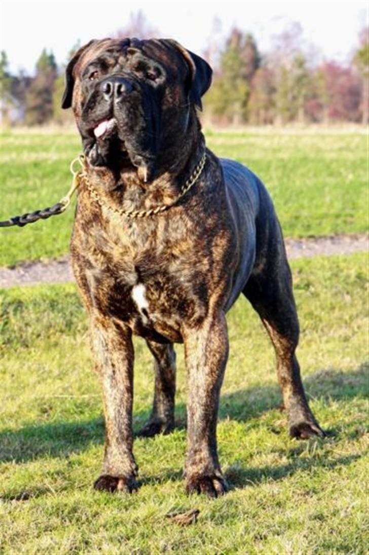 Bullmastiff Harley billede 3