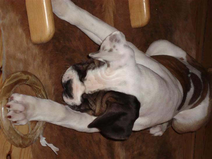 Blanding af racer ludvig - så skal der leges billede 11