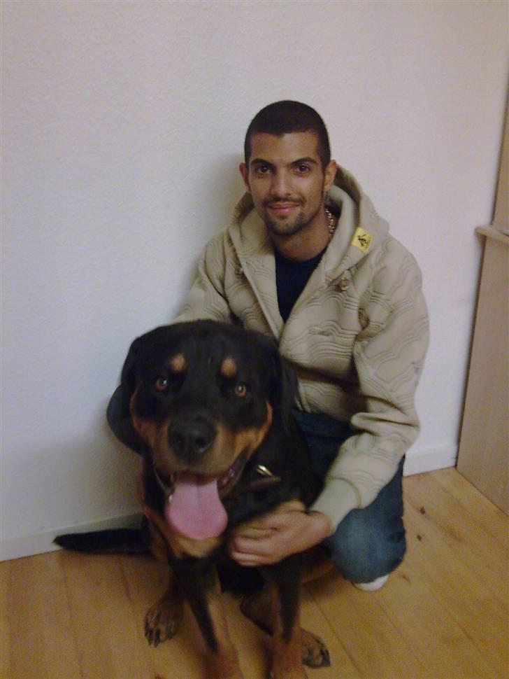 Rottweiler Bernard. - Her med sin nye far. billede 3