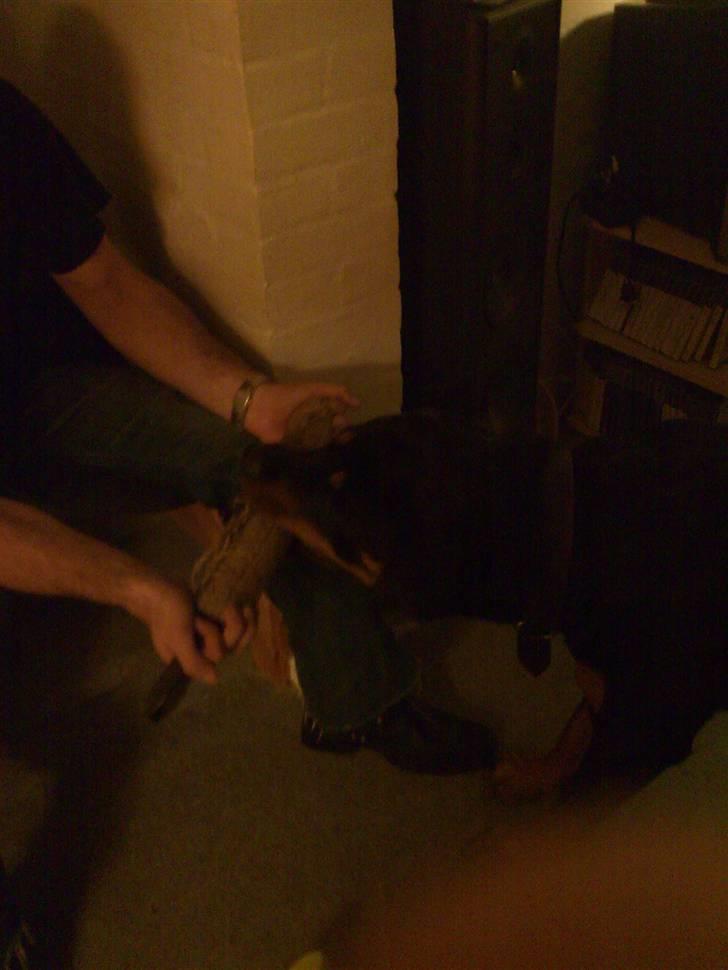 Rottweiler Bernard. - Torvtrækkeri med onkel Jimmy. billede 4