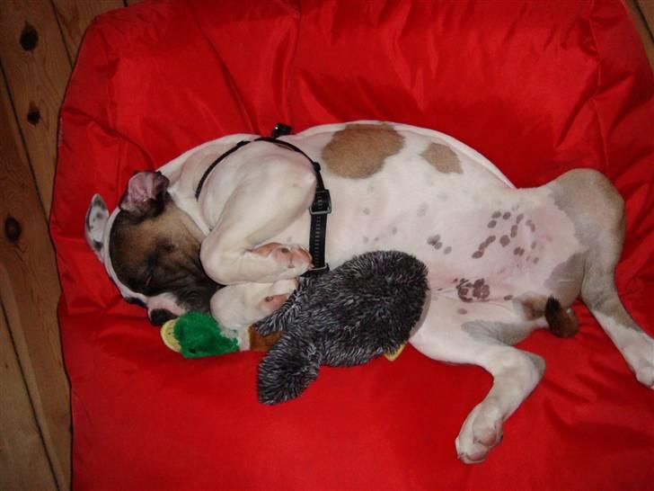 Blanding af racer ludvig - en lille lur  billede 12