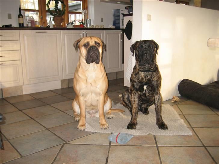 Bullmastiff Harley - 8 mdr gammel...og næsten lige så stor som storesøster... billede 7