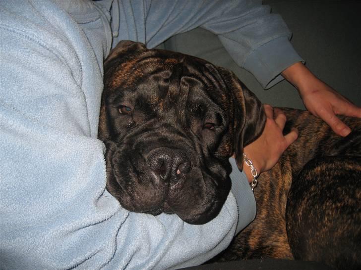 Bullmastiff Harley - Det er så hyggeligt at ligge i fars arm.... billede 9