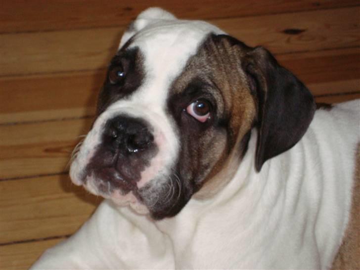 Blanding af racer ludvig - gå nu væk med kamera billede 13