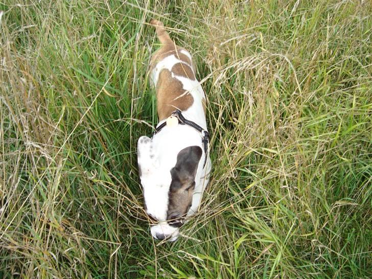 Blanding af racer ludvig - man er bare vild i højt græs billede 14