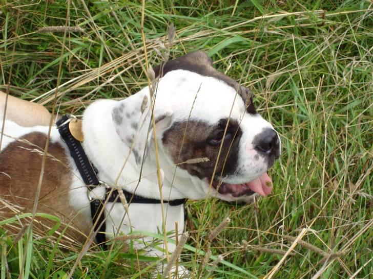 Blanding af racer ludvig - det er hårdt at være vild billede 15