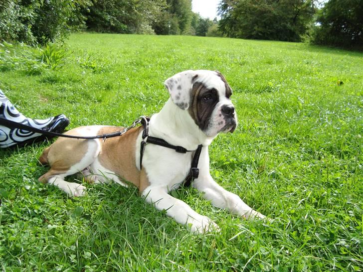 Blanding af racer ludvig - Flotte Ludvig billede 17