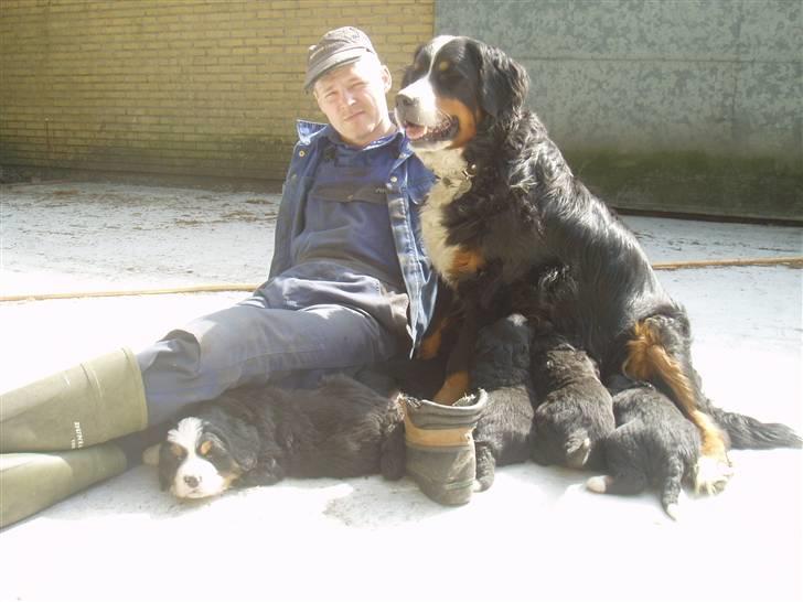 Berner sennenhund Lonnie - Hygge. billede 20