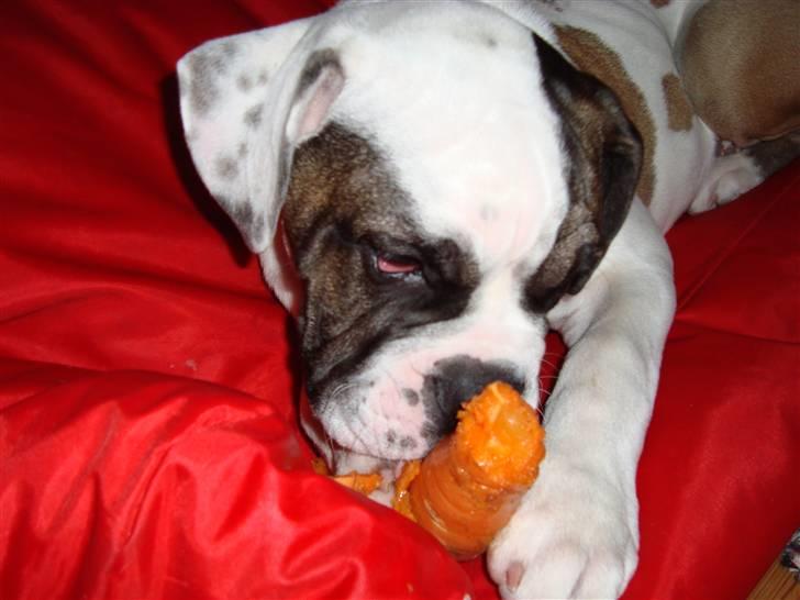 Blanding af racer ludvig - Gulerod...uhm!...den kan blive til 1000 små orange dimser billede 18