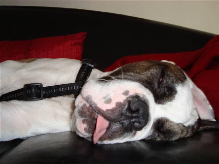 Blanding af racer ludvig - man må holde tungen lige i munden billede 20