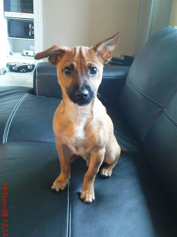 Blanding af racer King <3 billede 1