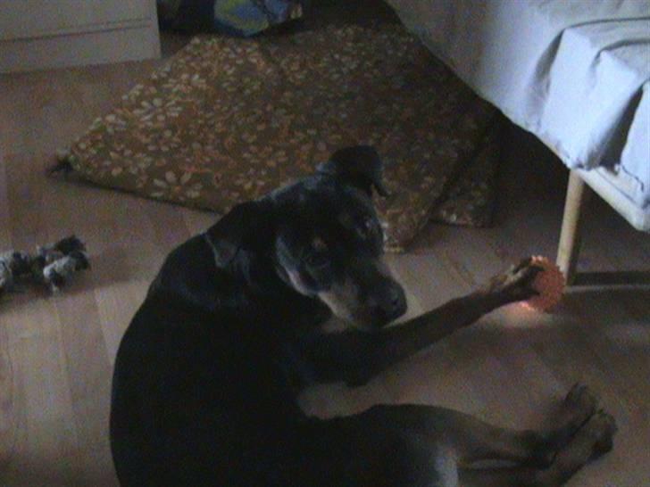 Rottweiler Angel - moar jeg leger ... Vil du lege med??? billede 3