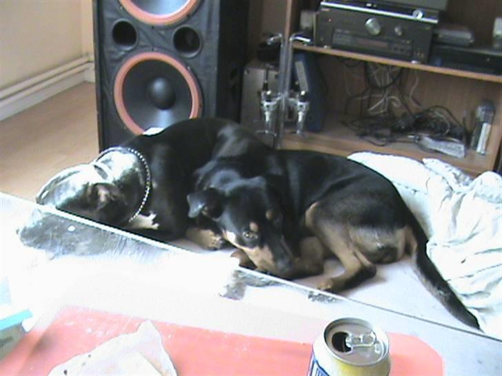 Rottweiler Angel - Angel og hendes Mand/Kæreste Enzo som hun har fået hvalpe med. billede 4