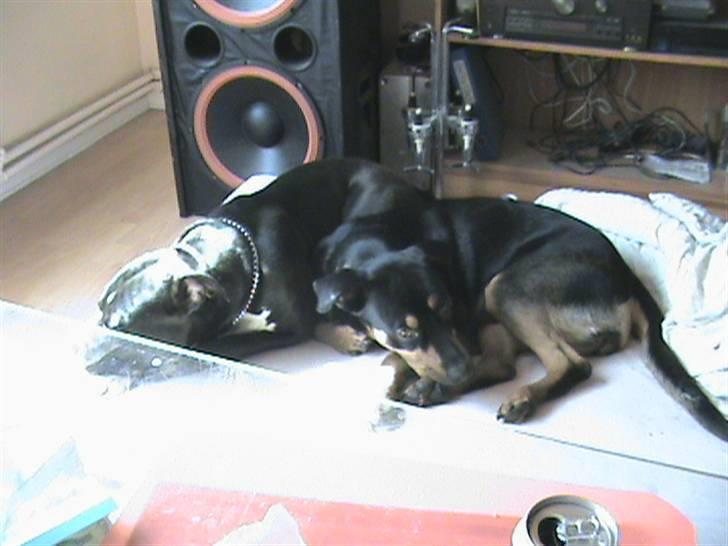 Rottweiler Angel - aaaaah jeg putter bare så dejligt her :) billede 5