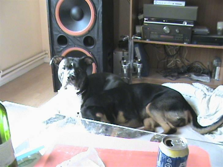 Rottweiler Angel - Angel og Enzo putter lidt mere men Enzo skulle lige se hvad jeg laver billede 6