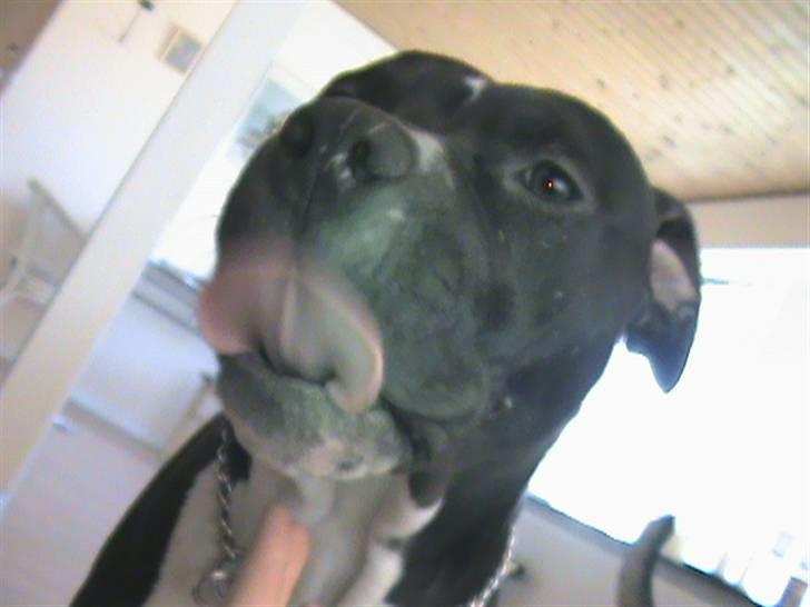 Rottweiler Angel - Enzo der er lidt nysgerrig billede 7