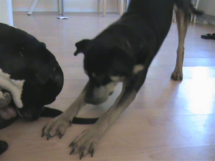 Rottweiler Angel - Angel der driller Enzo billede 8