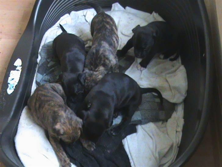 Rottweiler Angel - Angels små babyer der er 5 uger der er 3 hunner og 2 hanner billede 9