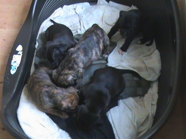 Rottweiler Angel - Årgh ... De kære små ... billede 10