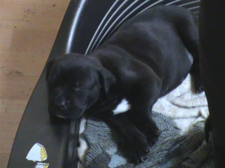 Rottweiler Angel - En af pigerne der sover billede 11