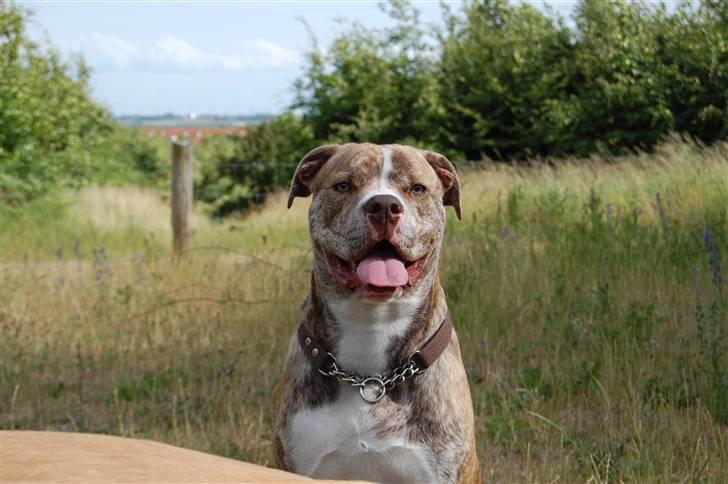 Amerikansk bulldog Caine - En dejlig dag i hundeskoven ;-) billede 16