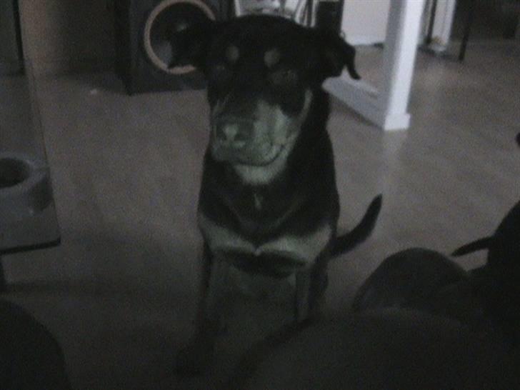 Rottweiler Angel - Natte billede billede 12