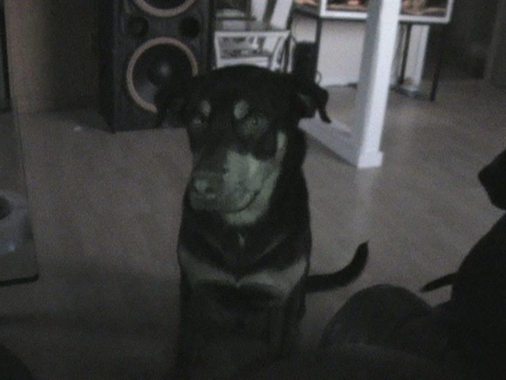 Rottweiler Angel - Natte billede billede 13