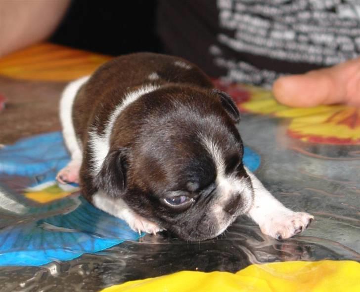 Fransk bulldog Albert - Nu med Øjne:D billede 5