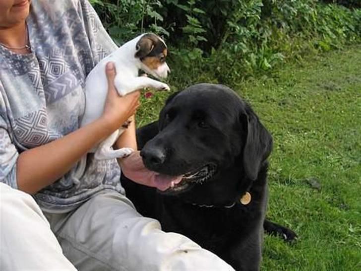 Labrador retriever Baldo billede 1