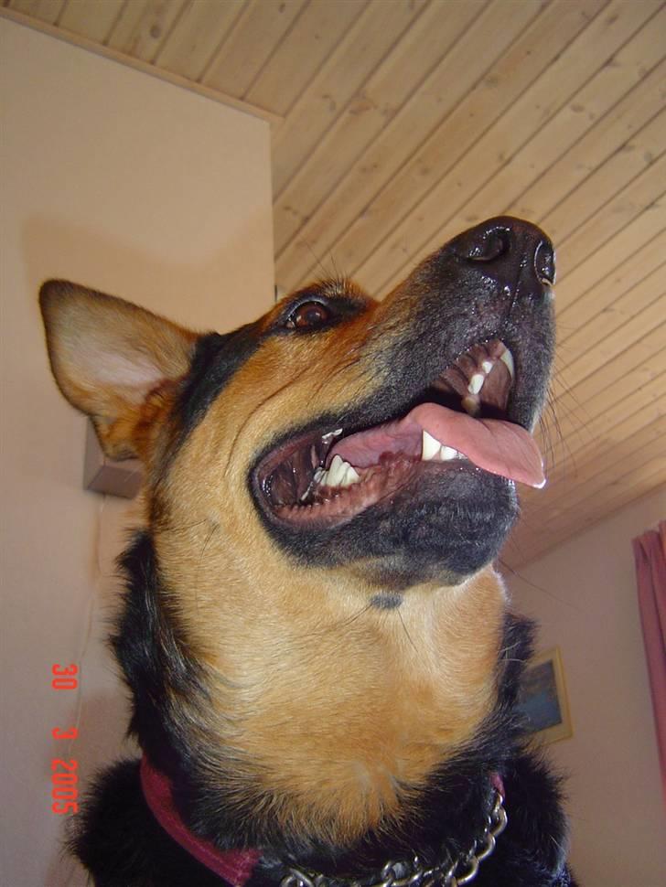 Blanding af racer sasha r.i.p - min dejlige hund.. den tror måske nok den er lidt kongelig smil billede 1