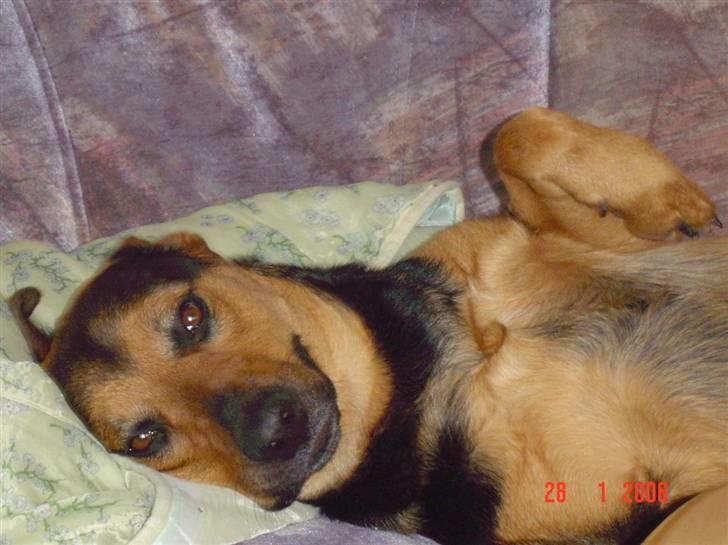 Blanding af racer sasha r.i.p - putte tøzen billede 3