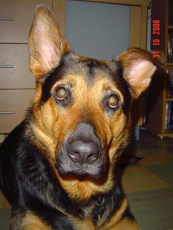 Blanding af racer sasha r.i.p - sasha.... billede 4