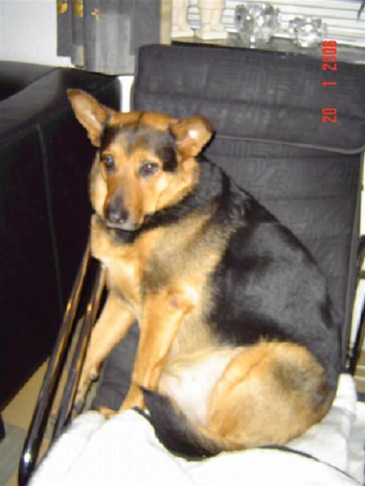 Blanding af racer sasha r.i.p - det er så dejligt a være med i alt... og får man sit snit  snupper man mors stol billede 5