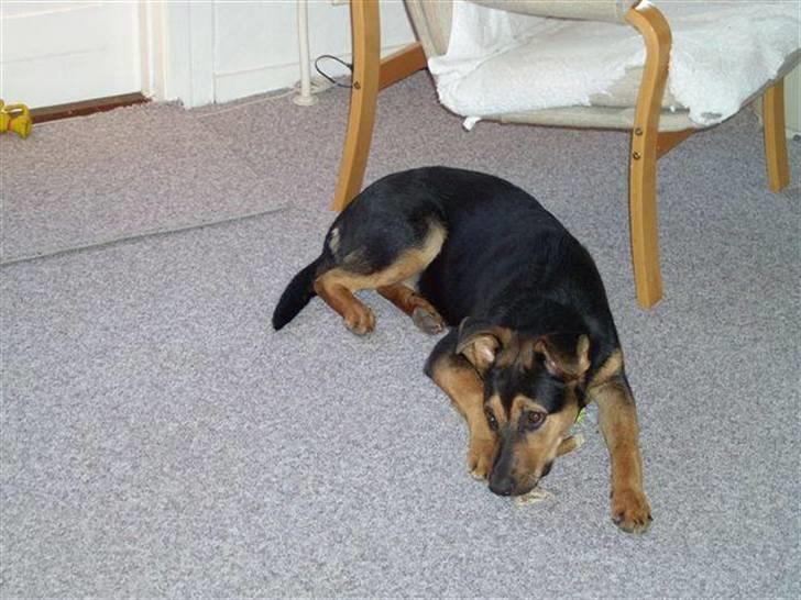 Blanding af racer sasha r.i.p - zzzzzzzzzz billede 6