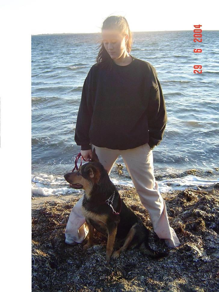 Blanding af racer sasha r.i.p - tur på stranden hun er en rigtig vandhund billede 7