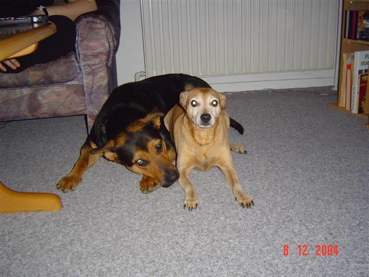 Blanding af racer sasha r.i.p - sasha og mine forældres gamle hund billede 8
