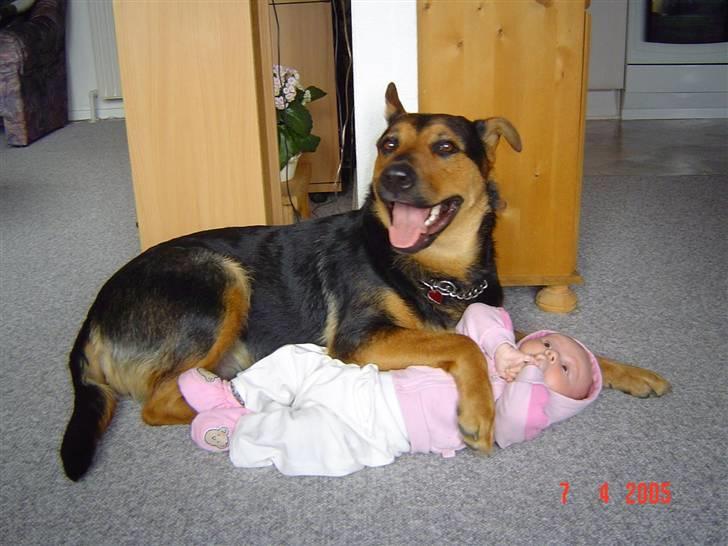 Blanding af racer sasha r.i.p - sasha og min datter da hun var lille.... billede 9