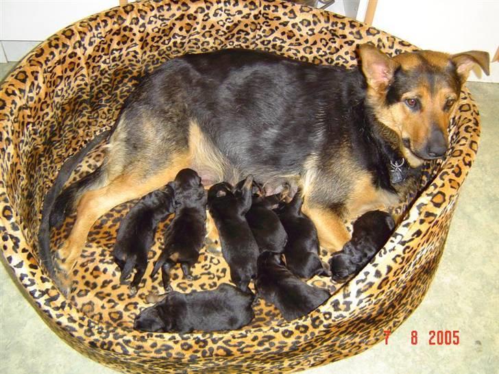 Blanding af racer sasha r.i.p - sasha med hvalpe billede 12
