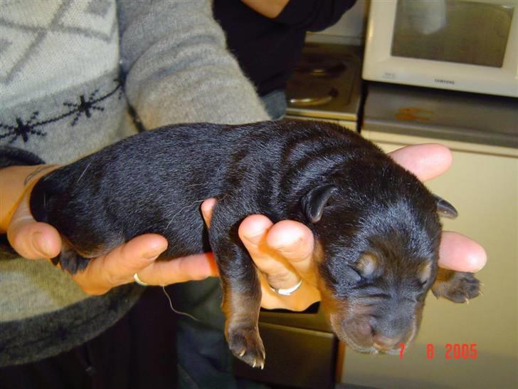 Blanding af racer sasha r.i.p - myloo...som lille... billede 14